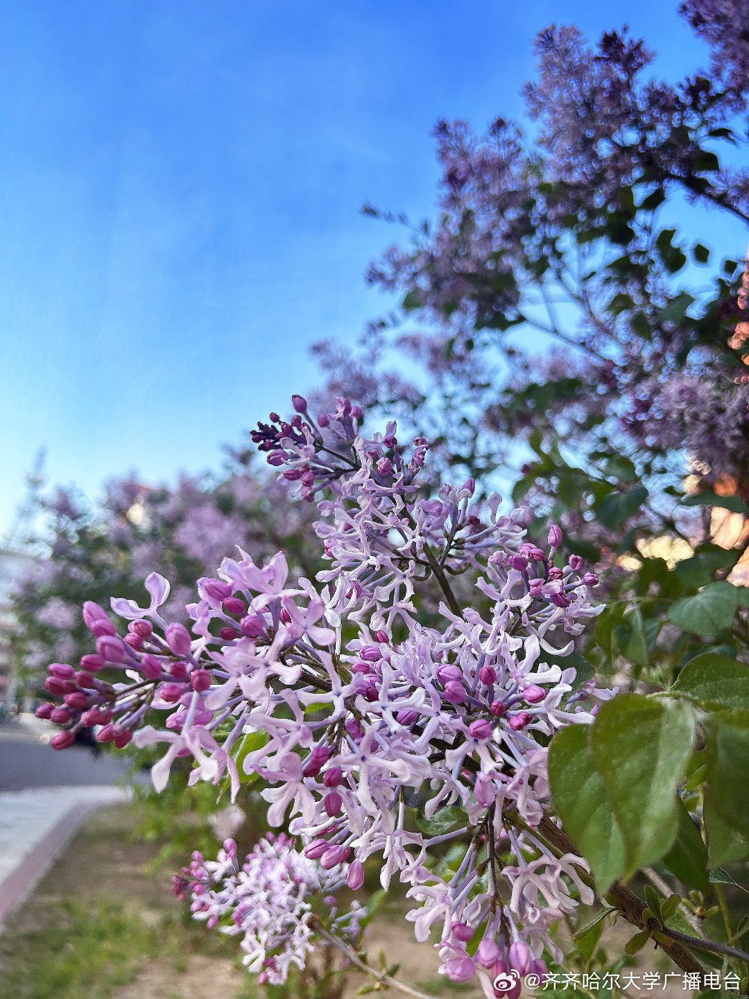 久久婷婷综合色丁香五月:09-15-22-25-38-46Q：09,久久婷婷与五月的综合色丁香，一场色彩与情感的交织之旅（09-15-22-25-38-46）