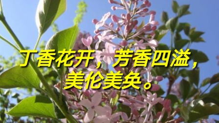 婷婷丁香六月激情综合啪:03-16-18-36-37-40L：37,婷婷丁香六月激情综合，探索生命的美好与激情