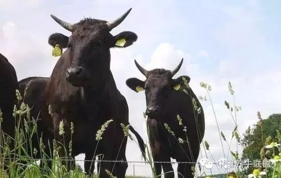 牛牛本精品99久久精品66:01-15-16-33-43-47M：16,牛牛本精品与久久精品，探索数字世界的独特魅力 66-M系列深度解析（01-15-16-33-43-47）