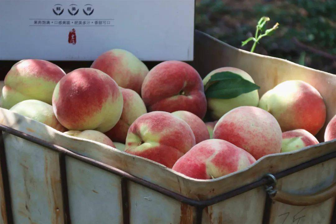 99久久99久久免费精品蜜桃:05-09-19-25-43-48M：05,探索蜜桃世界的奥秘，免费精品蜜桃与数字密码之旅