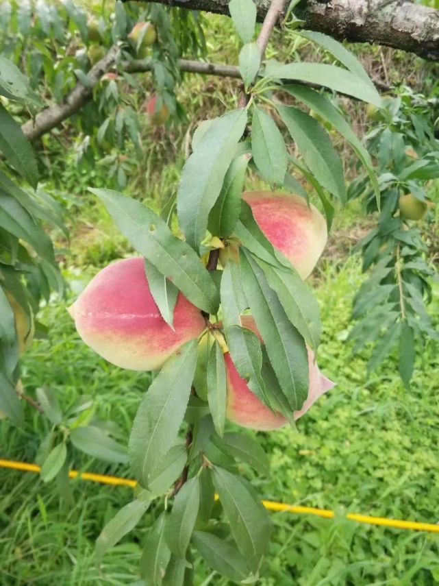 亚洲AV无码久久精品蜜桃播放:02-28-35-37-40-42P：22,亚洲精品蜜桃播放，探索无码久久的魅力