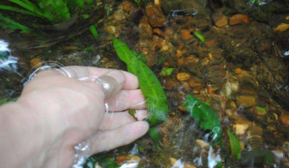 国产欧美另类久久久精品丝瓜:01-08-15-16-41-43T：29,国产欧美另类久久久精品丝瓜，探索与赏析