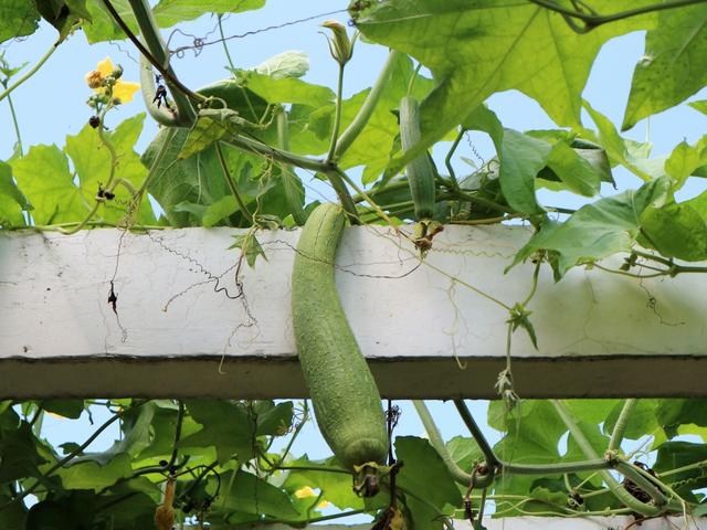 国产欧美另类久久久精品丝瓜:01-08-15-16-41-43T：29,国产欧美另类久久久精品丝瓜，探索与赏析