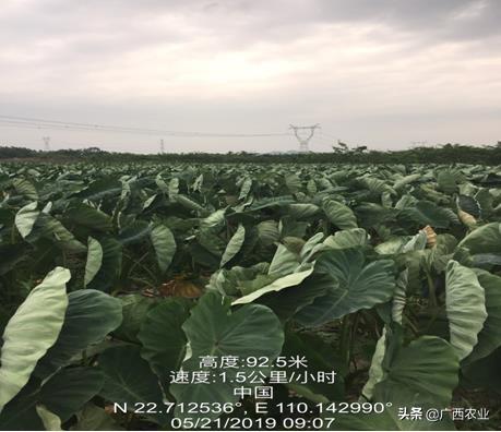 日韩精品无码一区二区忘忧草:01-18-28-43-45-47V：42,日韩精品无码一区二区忘忧草，探索成人娱乐的新视界