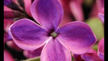 婷婷丁香六月激情综合在线人:14-20-21-25-38-46L：01,婷婷丁香六月激情综合在线的独特魅力，一场跨越数字界限的探秘之旅