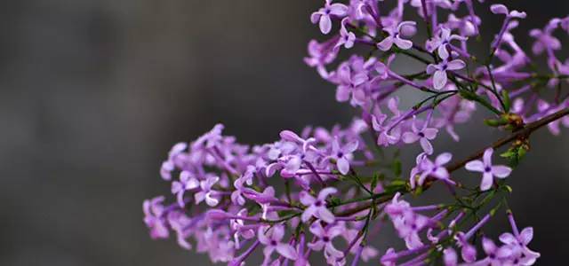 婷婷丁香六月激情综合在线人:14-20-21-25-38-46L：01,婷婷丁香六月激情综合在线的独特魅力，一场跨越数字界限的探秘之旅