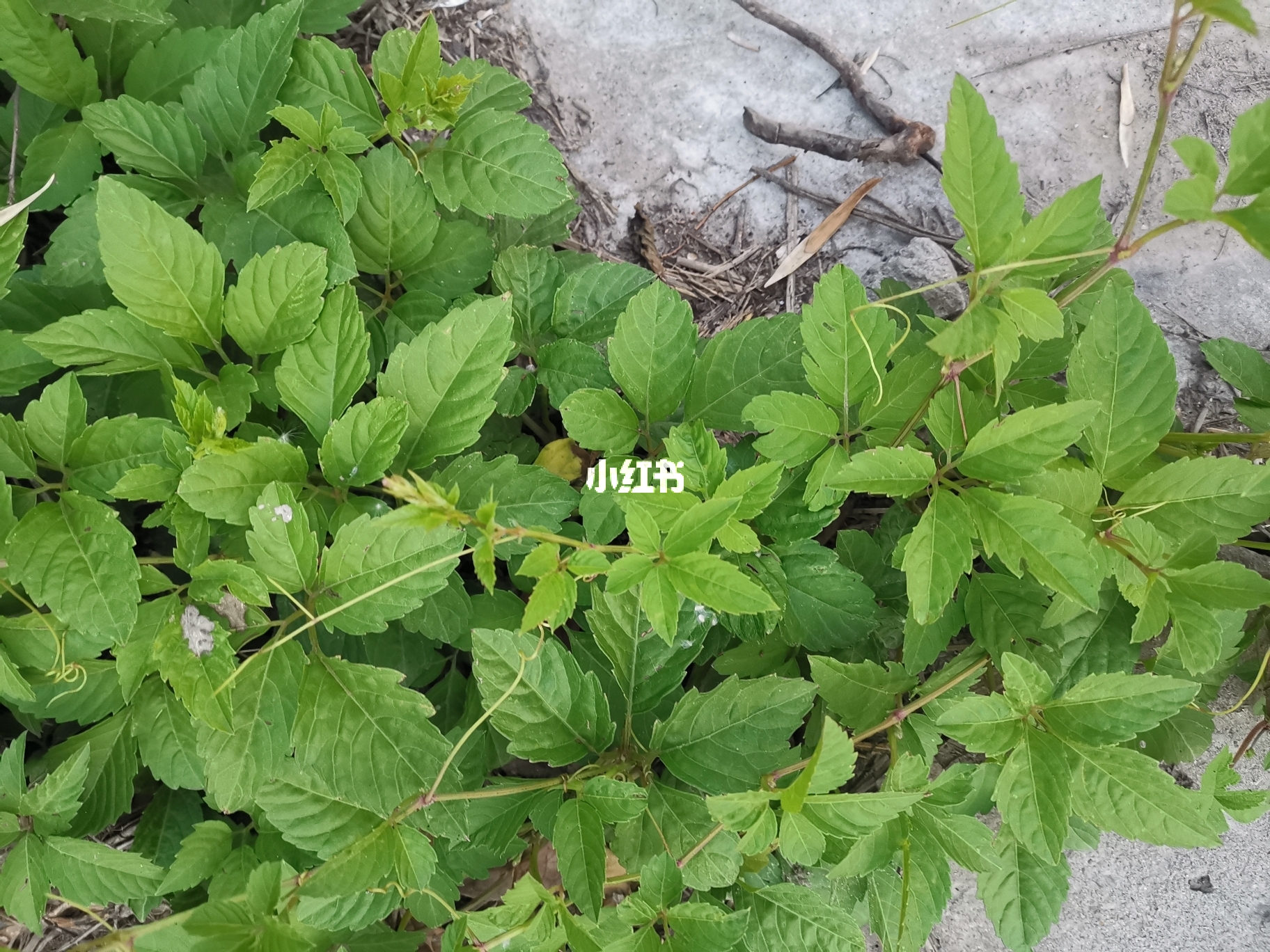 国产成人综合野草:20-32-37-38-44-49P:10,国产成人综合野草,探索与赏析(20-32-37-38-44-49P) 国产成人综合野草:20-32-37-38-44-49P:10,国产成人综合野草,探索与赏析(20-32-37-38-44-49P)