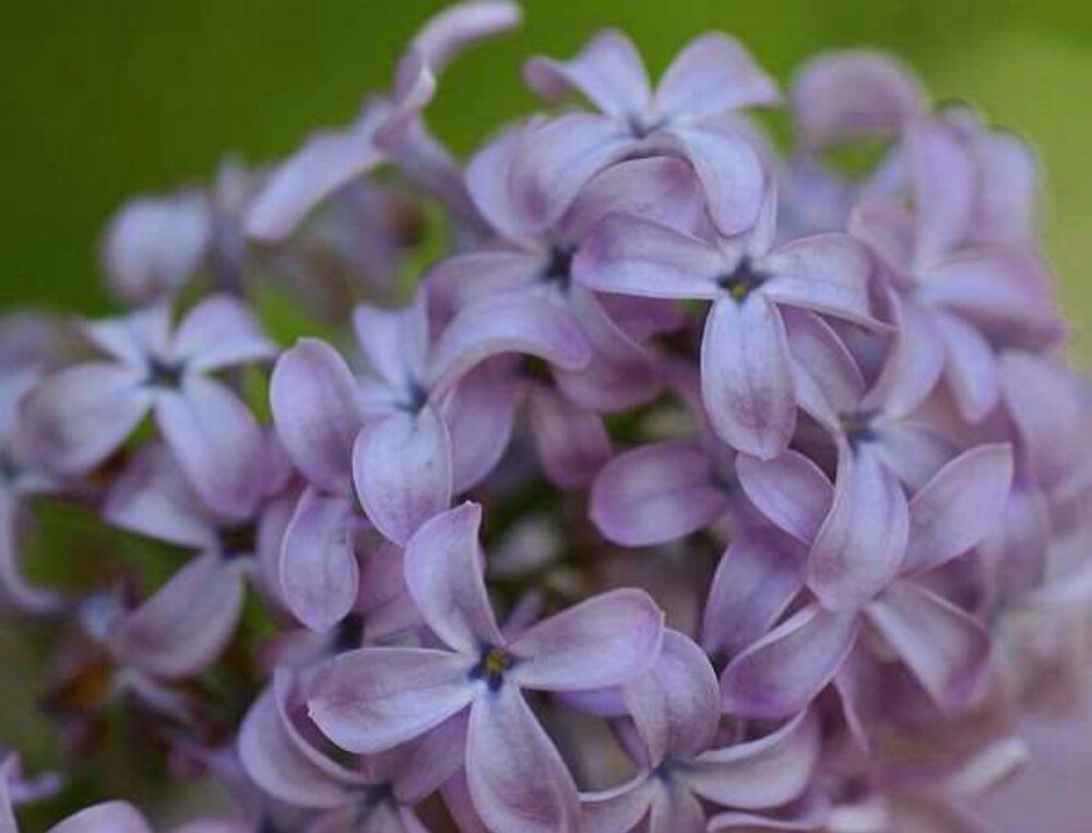 亚洲综合狠狠丁香五月:06-08-15-29-44-49A：33,亚洲综合之力，五月丁香与数字之谜