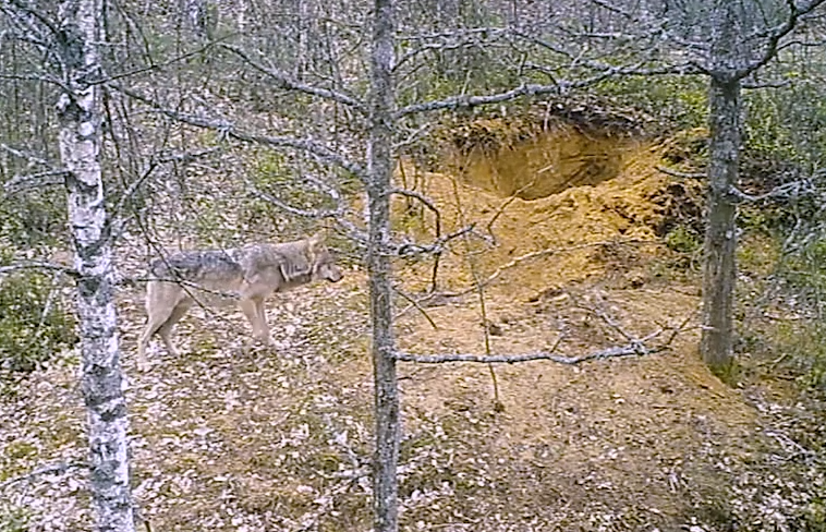 欧美成人AA久久狼窝五月丁香:06-08-13-24-26-27Y：14,欧美成人AA久久狼窝五月丁香，探索未知世界的独特魅力