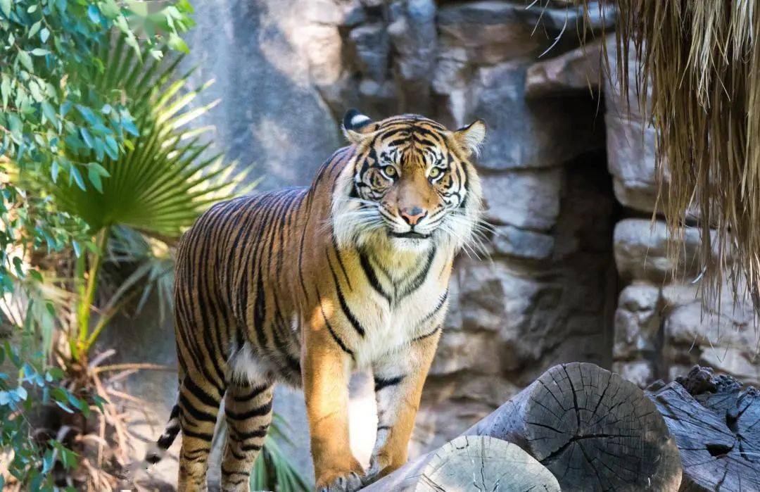 四虎永久在线精品免费视频观看:06-16-20-28-41-43N：16,四虎永久在线精品免费视频观看，探索优质内容的无限可能