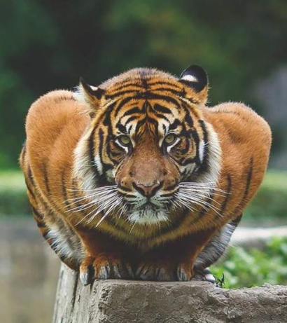 四虎国产精品永久地址6785:01-21-24-29-37-41F：04,关于四虎国产精品永久地址的探索与赏析