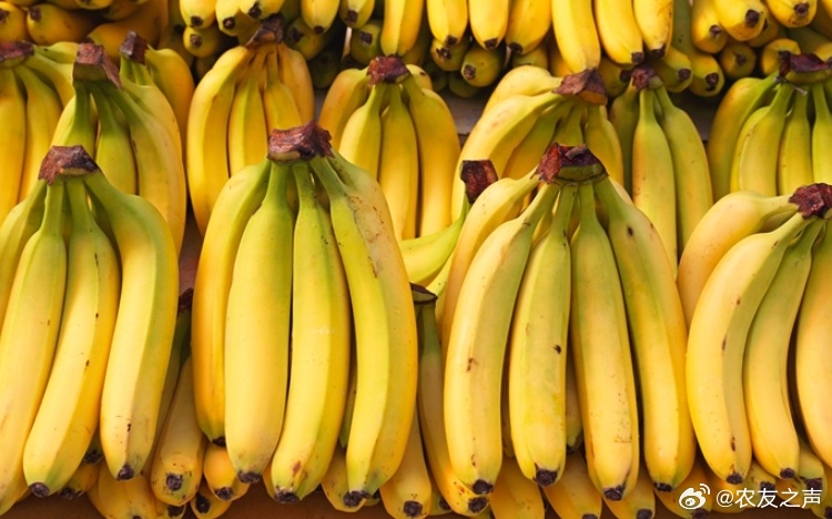 国产—久久香蕉国产线看观看:05-07-21-38-40-43X：10,国产香蕉的骄傲，探索中国本土香蕉产业的独特魅力与未来展望