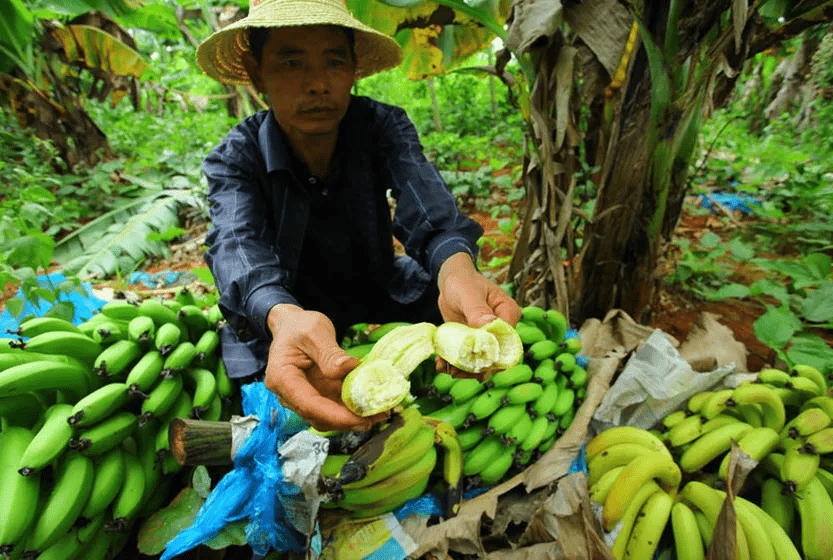 国产—久久香蕉国产线看观看:05-07-21-38-40-43X：10,国产香蕉的骄傲，探索中国本土香蕉产业的独特魅力与未来展望