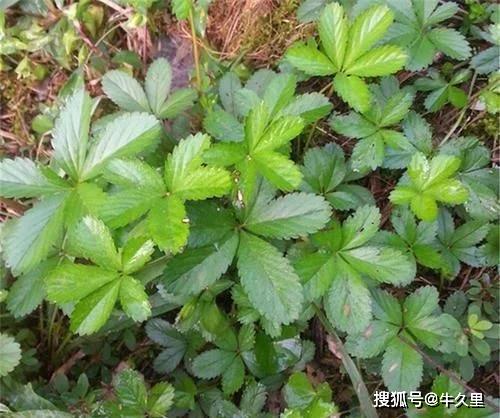 国产精品无码aⅴ嫩草:07-10-34-38-42-48C:24,国产精品无码嫩草,探索与赏析 国产精品无码aⅴ嫩草:07-10-34-38-42-48C:24,国产精品无码嫩草,探索与赏析