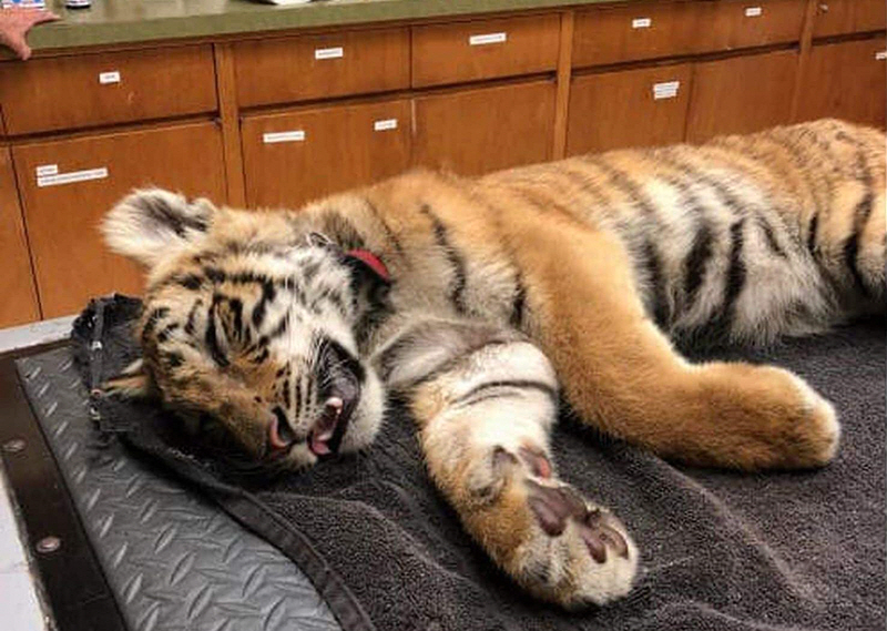 色多多性虎精品无码AV:07-14-20-39-40-41Z：01,色情内容是不合法的，违反我国相关的法律法规。我们应该遵守法律和道德准则，远离色情内容。如果有其他有益身心的娱乐需求，可以寻找一些正规的平台或文化活动，例如观看电影、参加体育运动、学习绘画或音乐等。这些活动不仅能够丰富生活，还能提升个人技能和素质。