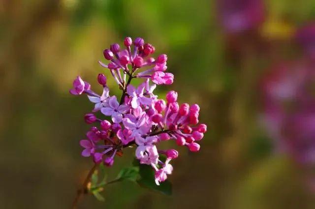 丁香五月综合久久激情:05-16-26-32-45-47T：06,丁香五月综合久久激情，绽放的激情与时间的韵律