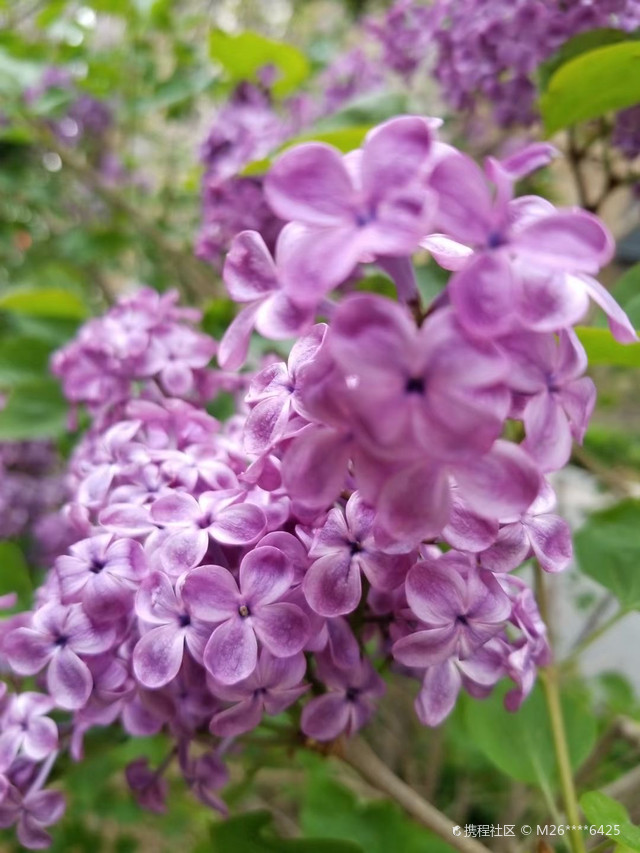 丁香五月综合久久激情:05-16-26-32-45-47T：06,丁香五月综合久久激情，绽放的激情与时间的韵律