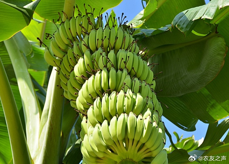 婷婷久久香蕉五月综合:10-12-33-34-42-46V：21,婷婷久久香蕉五月综合的独特魅力，探索数字背后的故事