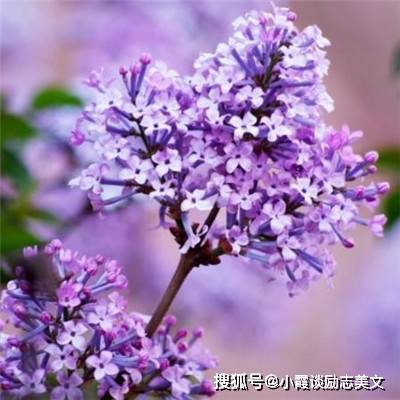 国产精品久久婷婷六月丁香:07-10-13-14-18-20C:41,国产精品的绽放,久久婷婷与六月丁香的故事 国产精品久久婷婷六月丁香:07-10-13-14-18-20C:41,国产精品的绽放,久久婷婷与六月丁香的故事