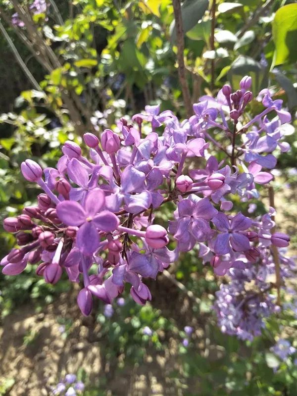 久久综合五月丁香久久激情:05-17-19-20-21-49U：25,久久综合五月丁香，激情四溢的时光与独特的韵味