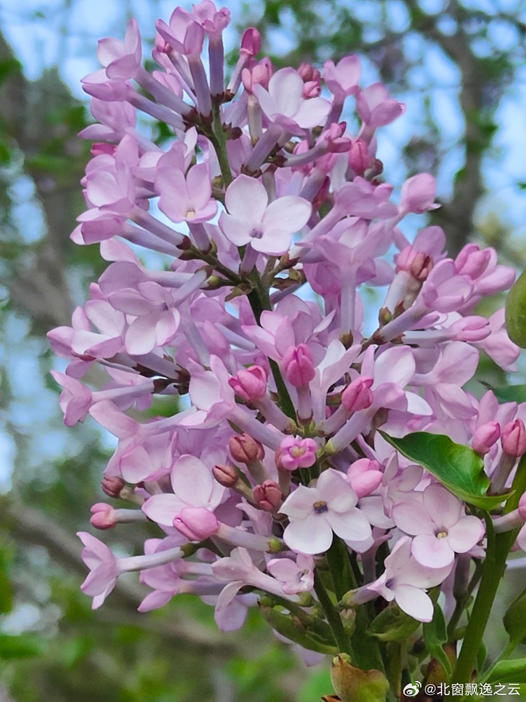 久久综合五月丁香久久激情:05-17-19-20-21-49U：25,久久综合五月丁香，激情四溢的时光与独特的韵味