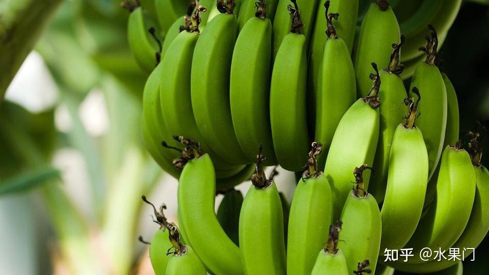 亚洲日本香蕉视频观看视频:24-29-30-32-33-34H：31,探索亚洲日本文化中的香蕉视频，一场视觉与知识的盛宴