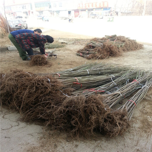 国产乱子伦农村叉叉叉:03-13-24-32-34-44Q：48,国产乱子伦农村叉叉叉，探索与反思