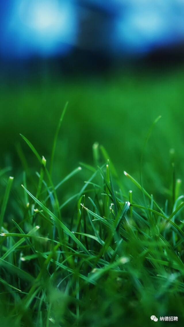 久青草无码视频在线观看:06-13-23-37-40-45M：40,久青草无码视频在线观看，探索与赏析