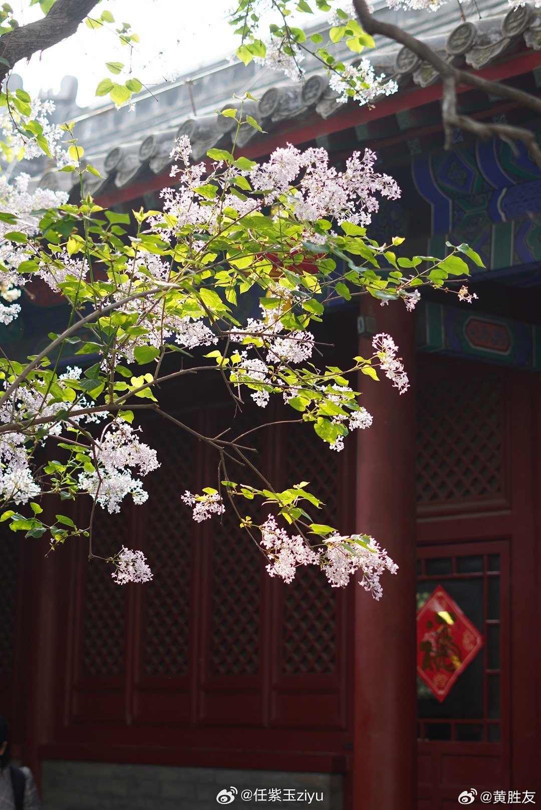 色五月五月丁香亚洲综合网:16-18-21-25-37-41G：18,色五月五月丁香与亚洲综合网，探索数字时代的文化交融