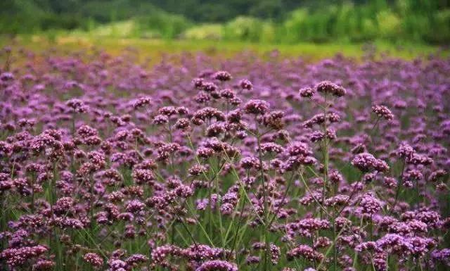 五月丁香六月综合缴情基地:01-10-12-15-22-46N：21,五月丁香与六月综合缴情基地，一个数字世界的交汇点 01-10-12-15-22-46N，21