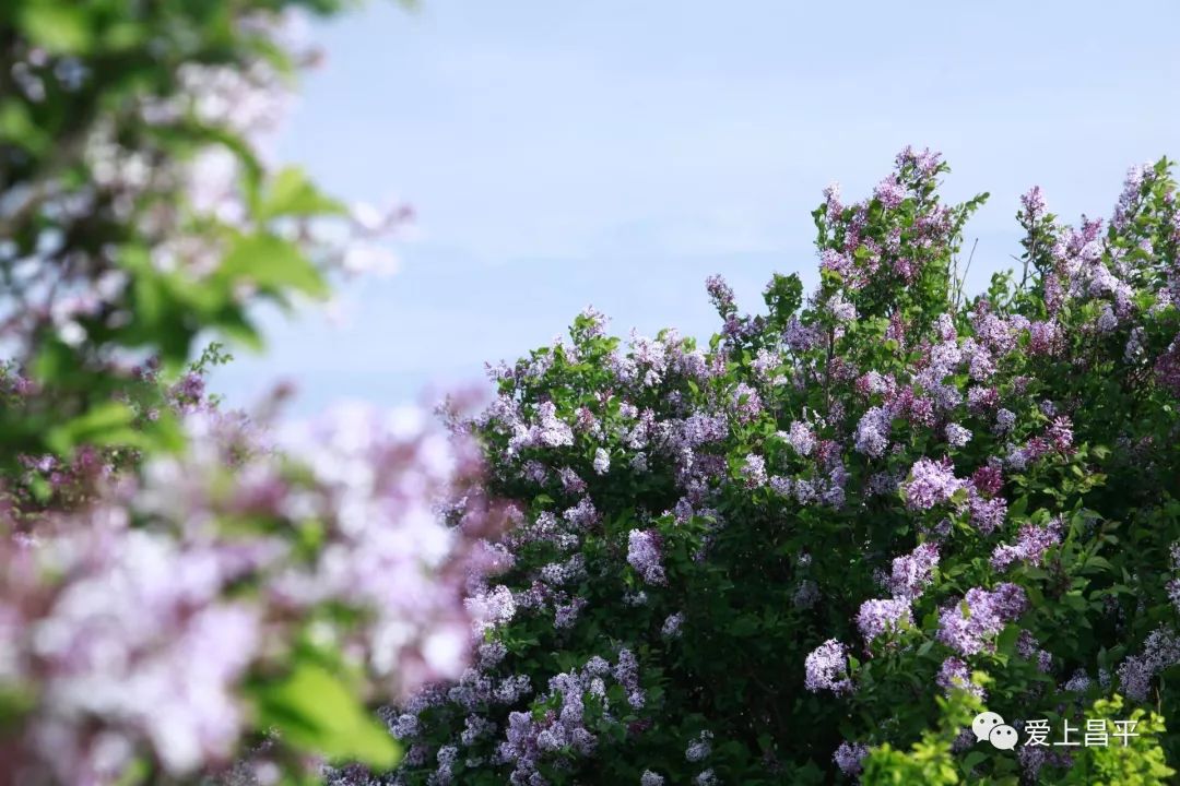 五月丁香六月综合缴情在线:11-22-23-25-34-36J：36,五月丁香与六月综合缴情在线，探索数字时代的情感交流新模式