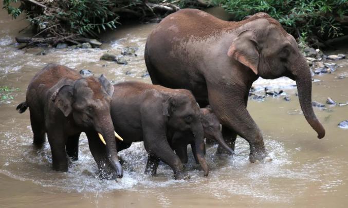 亚洲精品亚洲人成在线下载:01-11-12-18-24-33M：11,探索亚洲精品，亚洲文化的独特魅力与在线资源的丰富性