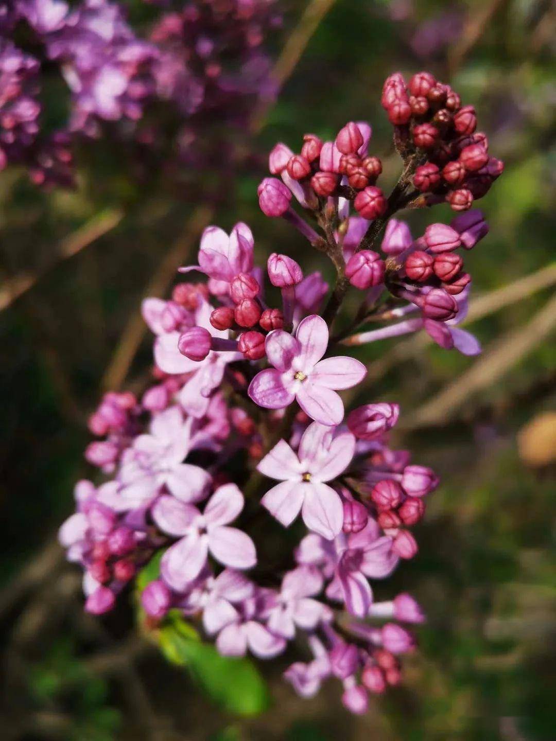五月丁香啪啪激情综合色九色:20-21-26-35-40-41W：30,五月丁香啪啪激情综合色九色，探索激情与色彩的交织之美