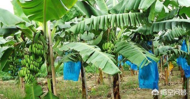 久久大香伊蕉在人线免费:02-07-08-29-37-40A：44,久久大香伊蕉在人线免费，探索未知世界的诱惑与警示