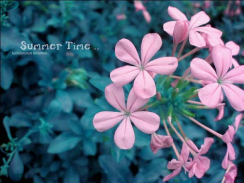 樱花草在线社区WWW日本在线观看:12-16-17-34-44-45S：34,樱花草在线社区与日本在线观看的新探索