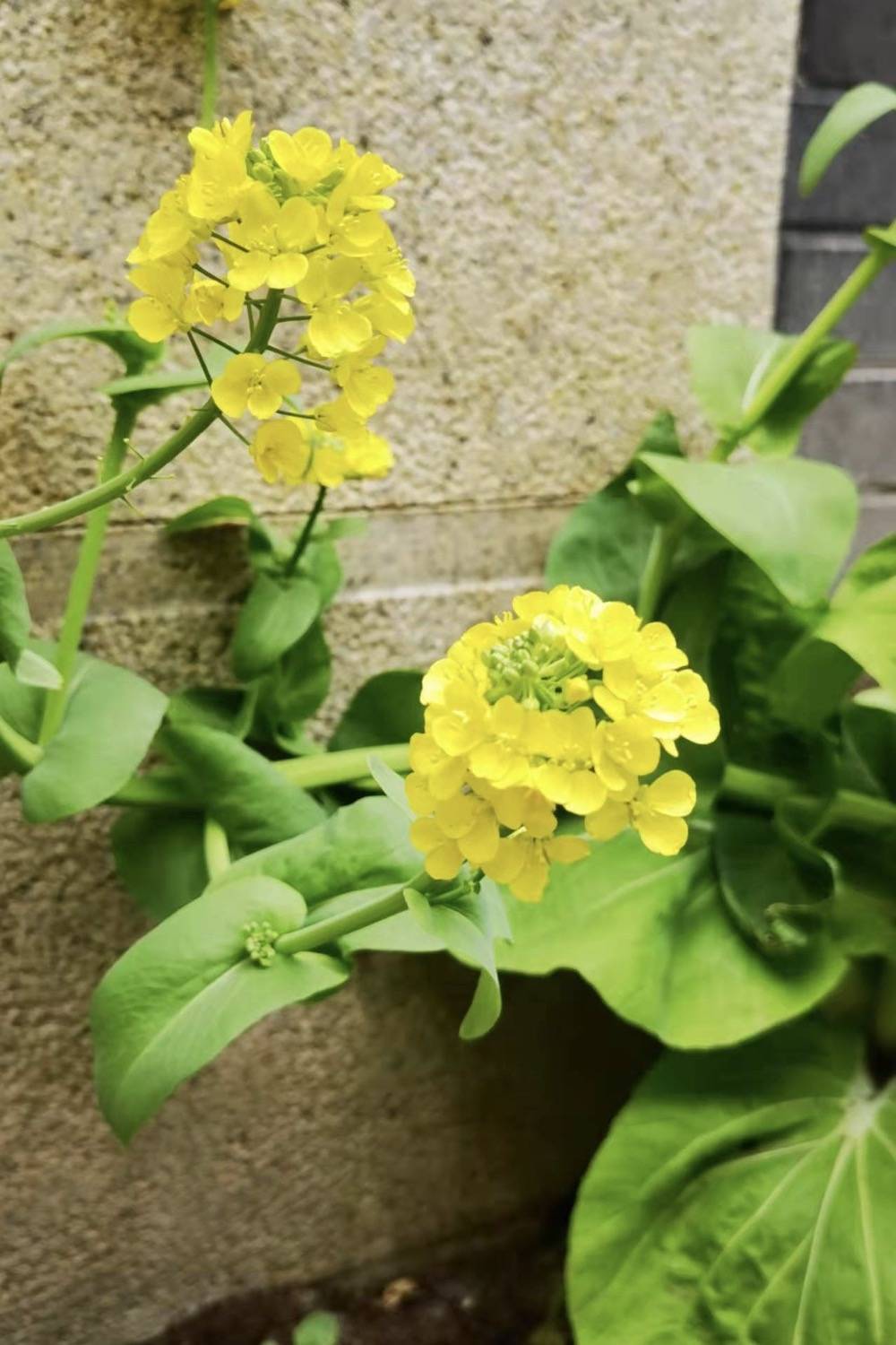 樱花草在线社区WWW日本在线观看:12-16-17-34-44-45S：34,樱花草在线社区与日本在线观看的新探索