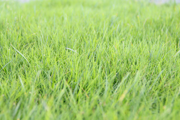 青草青99久久99九九99九九九:09-20-23-45-47-48M：08,青草青99久久，岁月如歌映九九