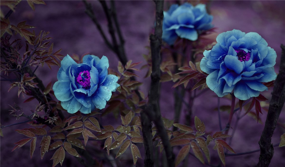 亚洲一卡2卡3卡4卡新区国色天香:11-14-18-19-21-40J：26,亚洲一卡系列的新区国色天香，探索数字时代的多元魅力