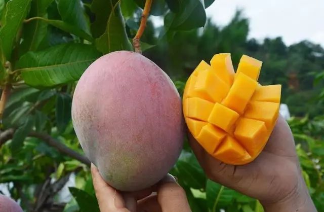 水蜜桃国产精品欧美日韩一区不卡:01-13-25-34-37-48T：25,关于水蜜桃国产精品与全球影视资源的探索之旅，一区不卡的新视界