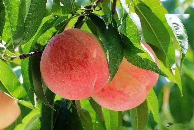 水蜜桃国产精品欧美日韩一区不卡:01-13-25-34-37-48T：25,关于水蜜桃国产精品与全球影视资源的探索之旅，一区不卡的新视界