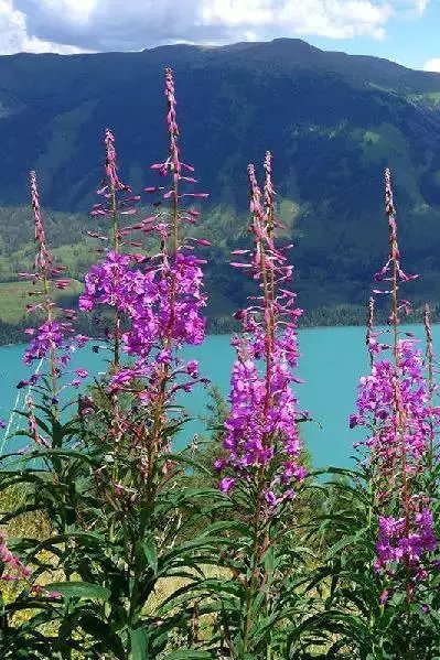 野花AⅤ亚洲高清完整版在线观看:14-17-28-31-34-44T：03,亚洲野花AⅤ高清完整版在线观看，探索自然之美与文化魅力