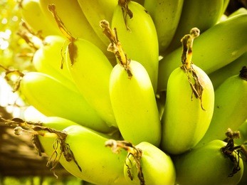 亚洲人成综合网站7777香蕉:05-16-26-32-45-47T:06,亚洲人成综合网站7777香蕉,探索与发现之旅 亚洲人成综合网站7777香蕉:05-16-26-32-45-47T:06,亚洲人成综合网站7777香蕉,探索与发现之旅