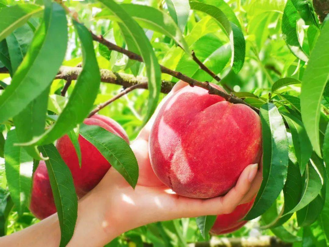 国产精品天干天干在线观看蜜桃:07-25-32-37-43-45G：39,国产精品探索之旅，天干系列蜜桃的独特魅力