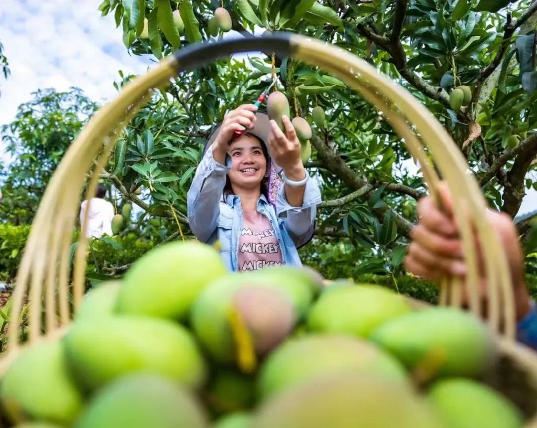 2021精品1区2区3区芒果:02-14-20-24-26-49L：42,探索精品芒果之旅，从一区到三区的故事